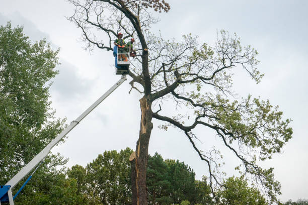 Professional Tree Care Services in Hearne, TX