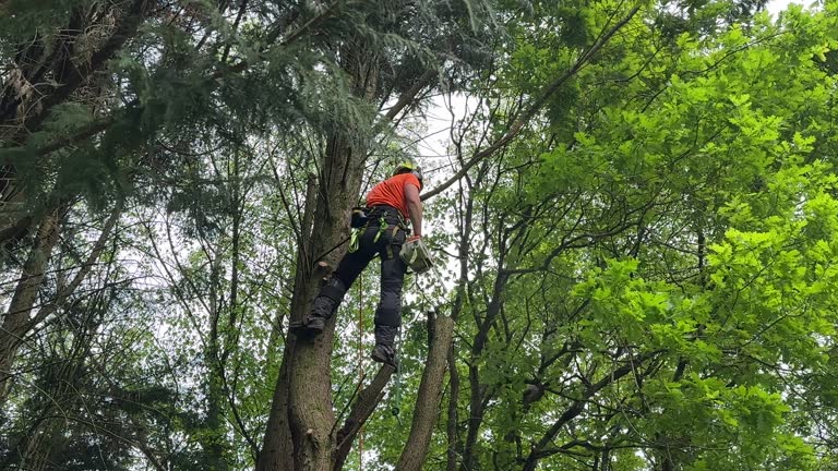 How Our Tree Care Process Works  in  Hearne, TX